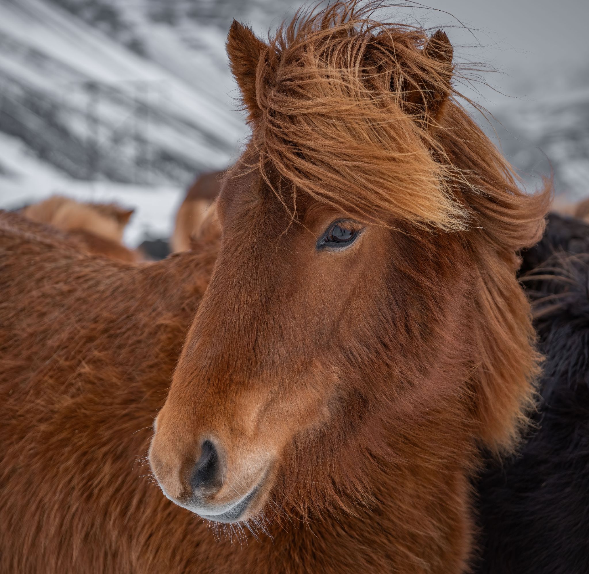 Iceland 11
