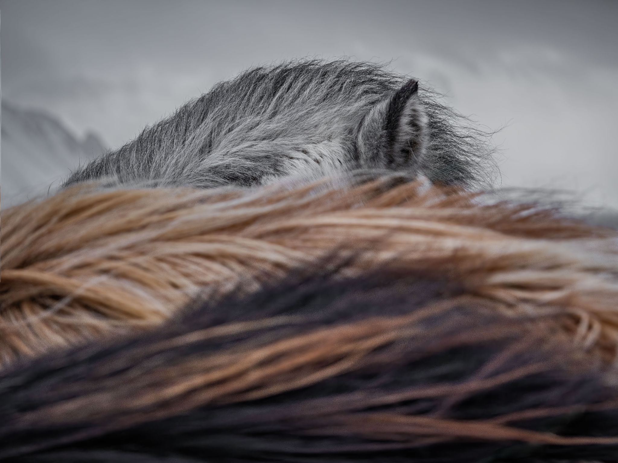 Iceland 35