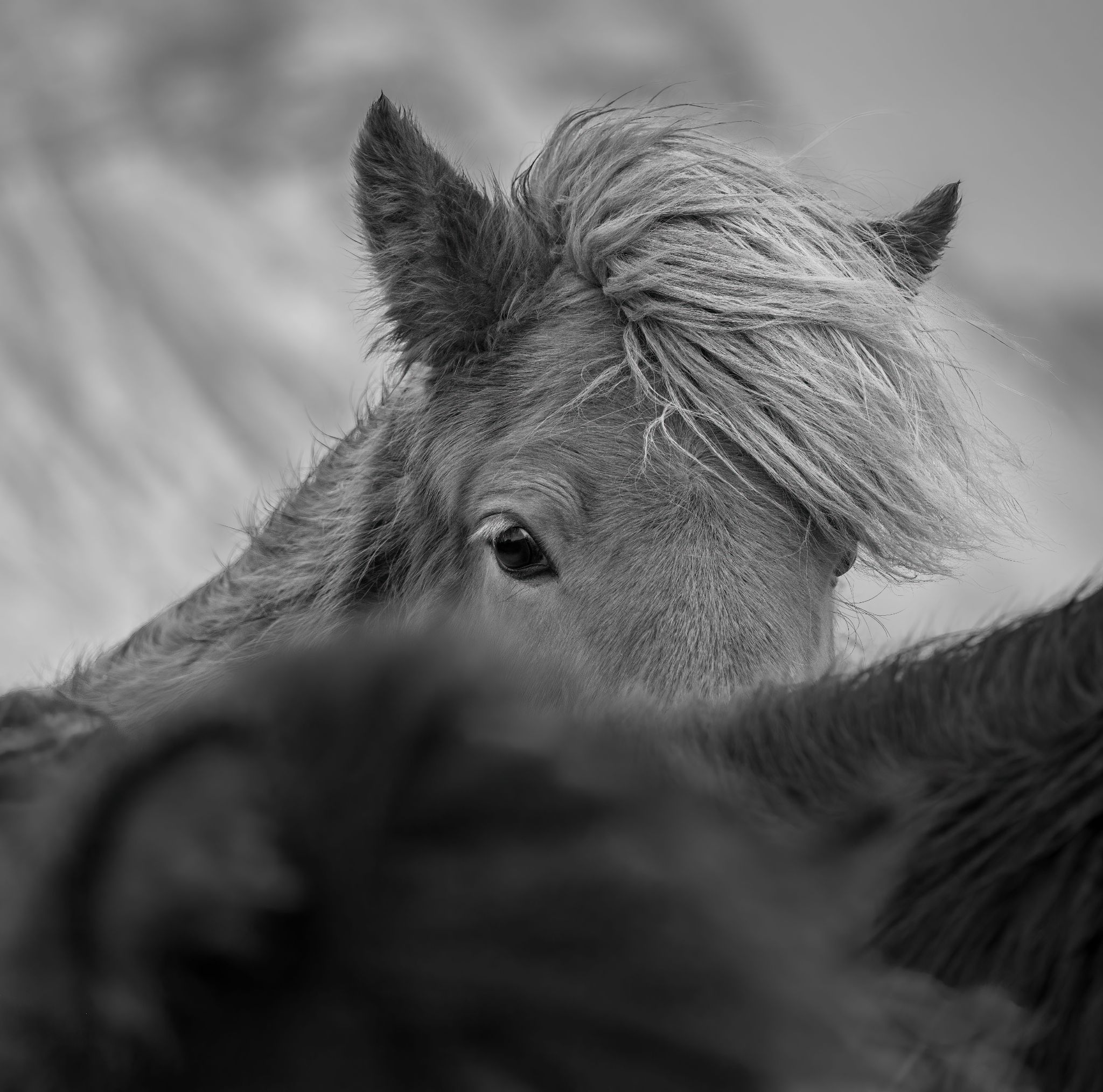 Iceland 39