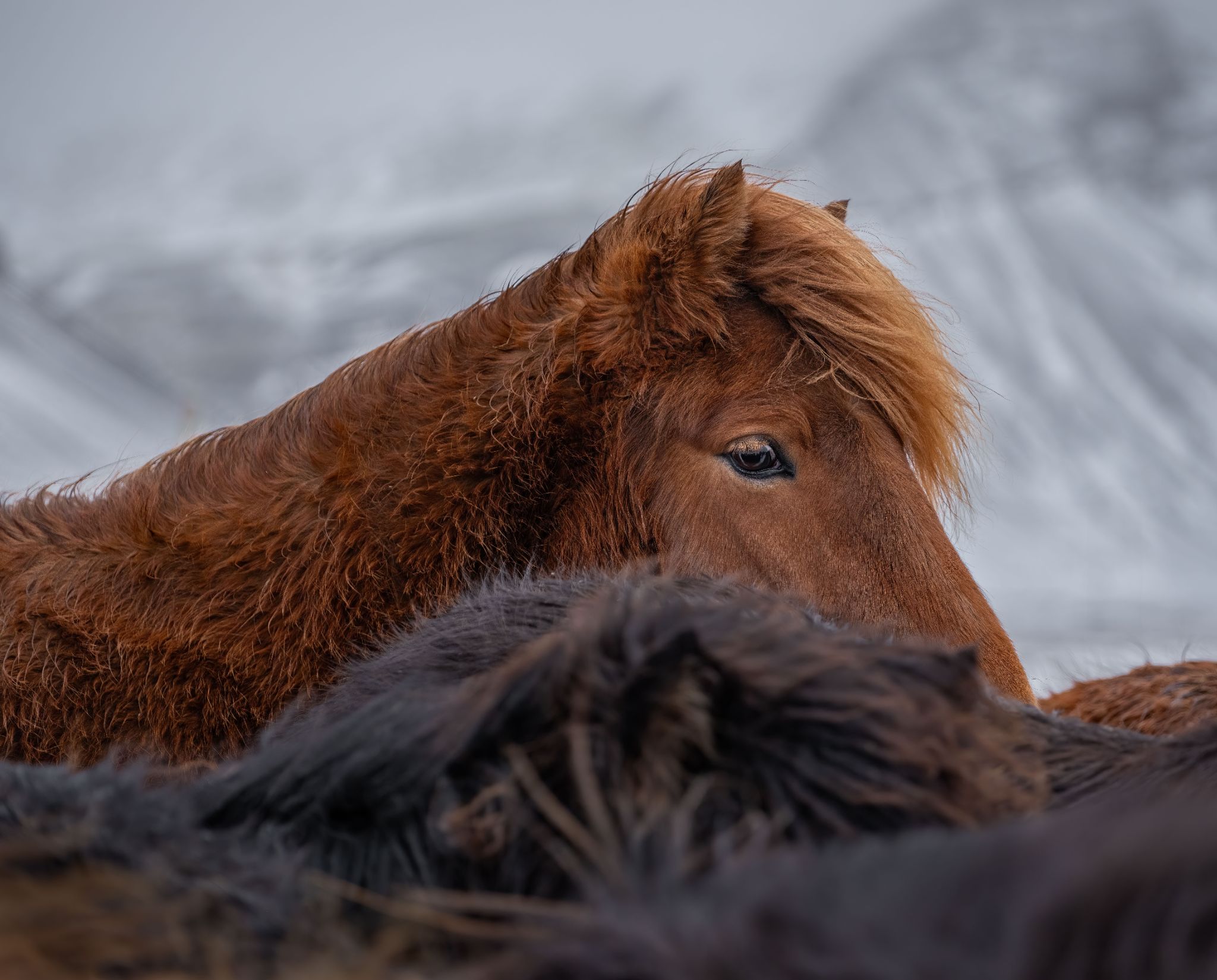 Iceland 45