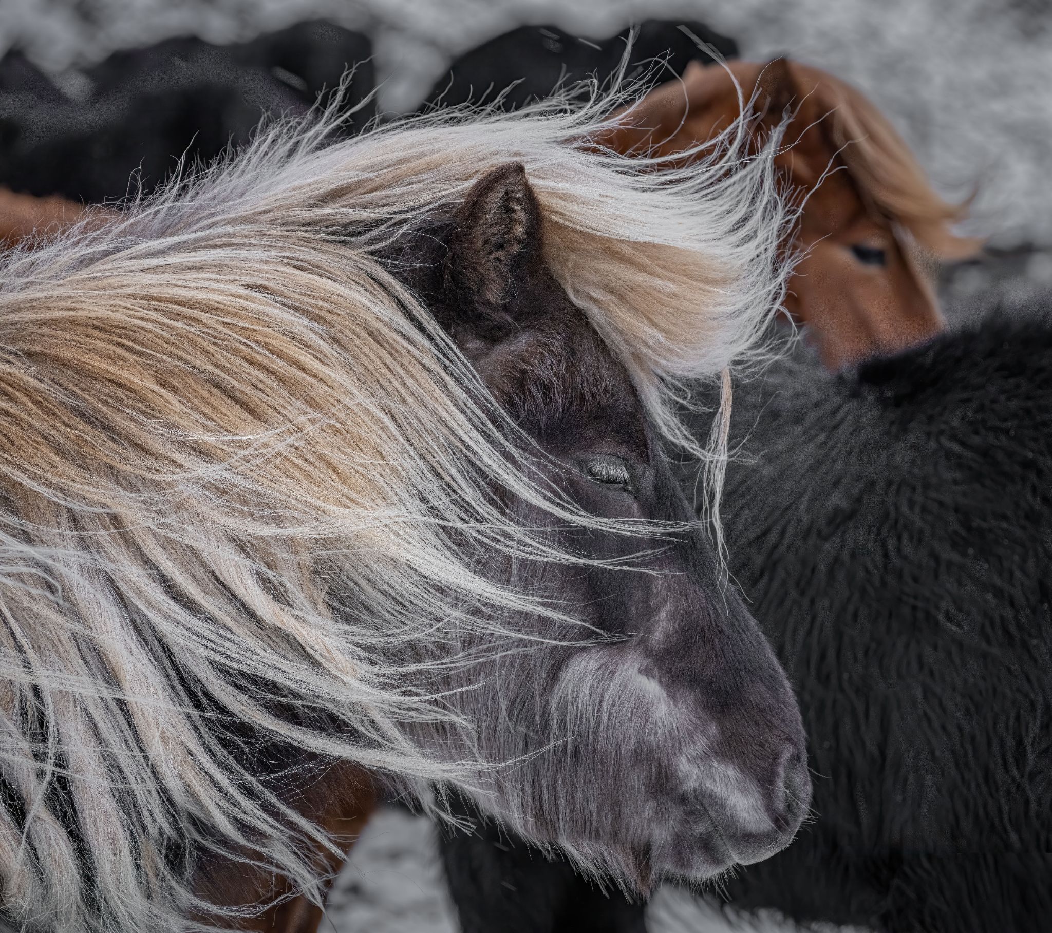 Iceland 6